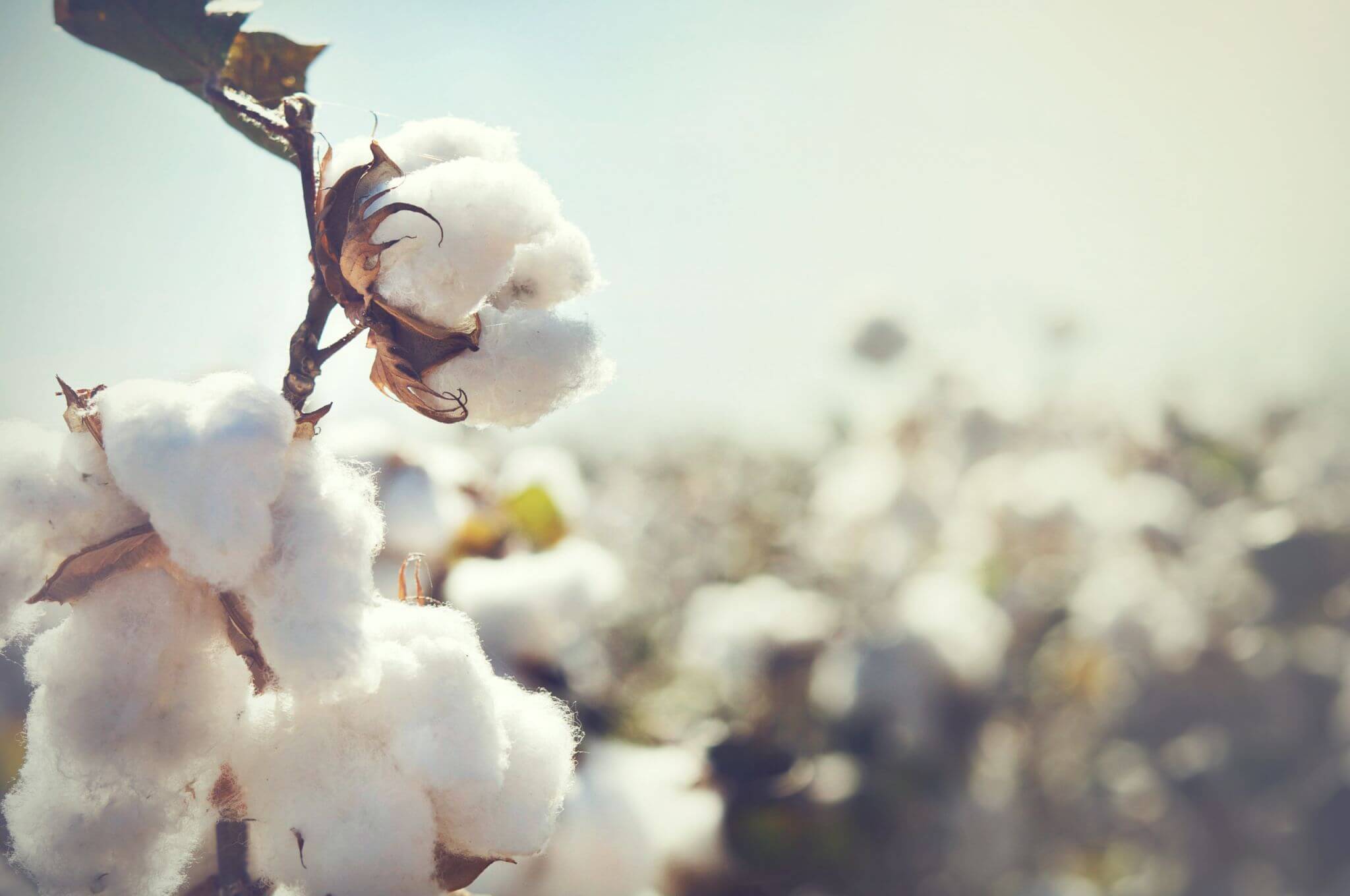 Regenerative Cotton